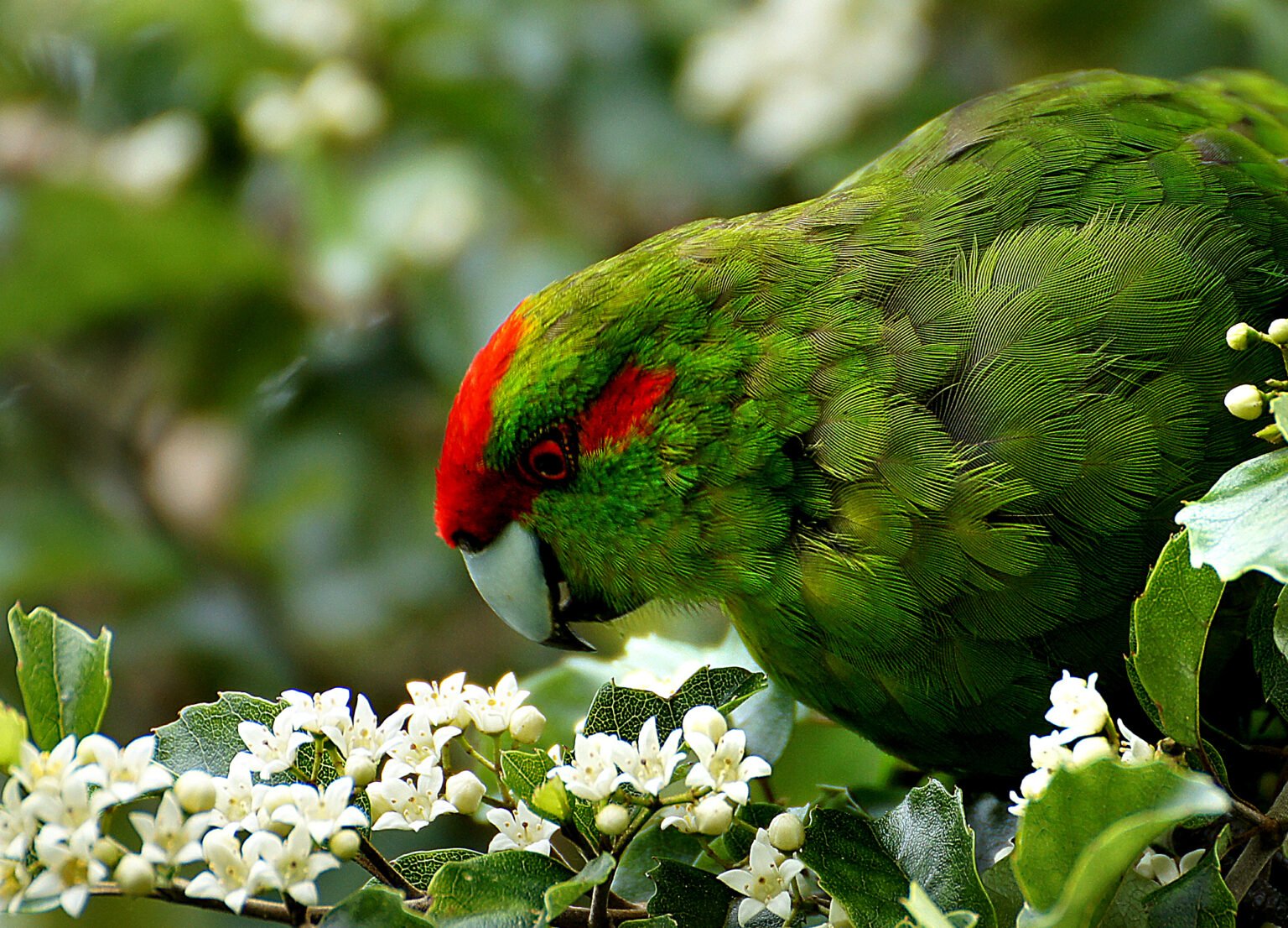 Kakariki parakeet All about Parrot World