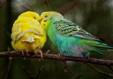 All About Bee Bee Parrots Parrot World