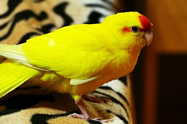yellow Kakariki