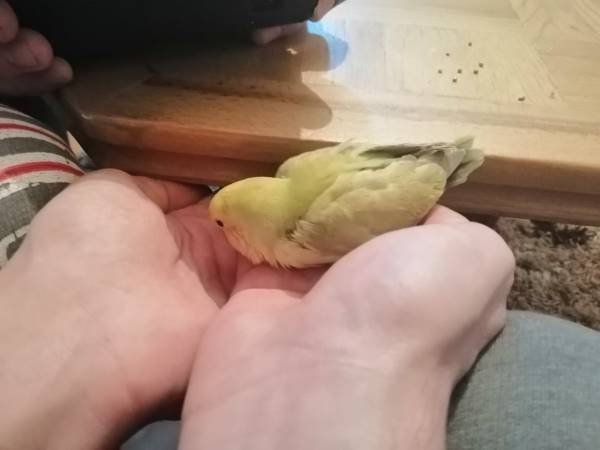 Cuddling Hand Fed Lovebird