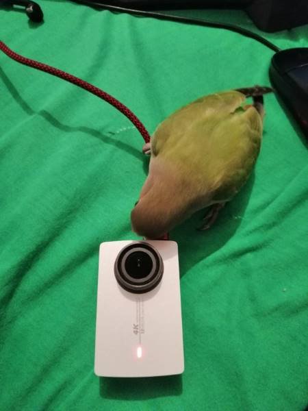 Lovebird Parrot Nipping on camera on camera