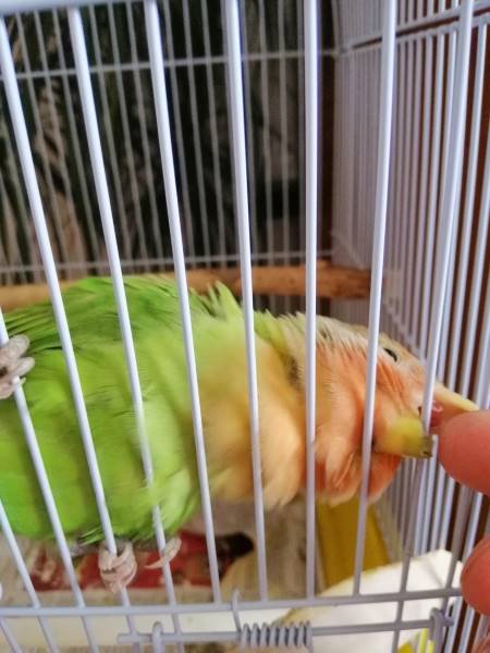 Lovebird biting finger
