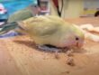 Lovebird eating millet Close Up