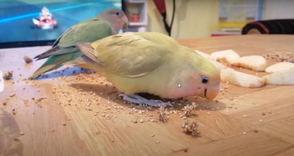 Lovebird eating treat