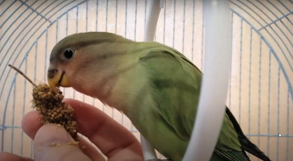 lovebird eating millet seeds from hand
