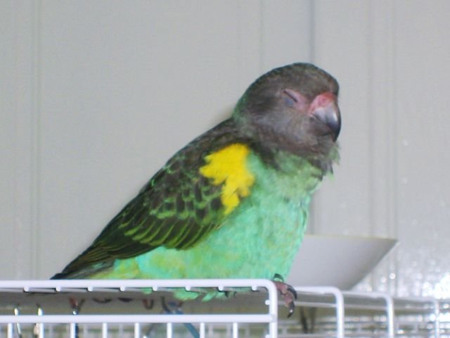 meyers parrot on cage