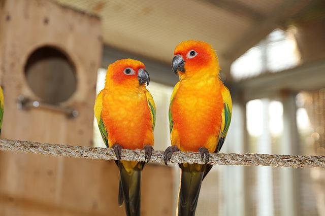 sun conures in cage