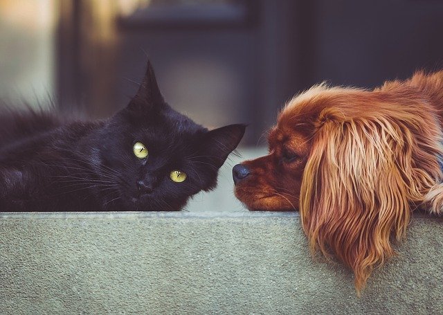 dog and cat with Quaker parrot